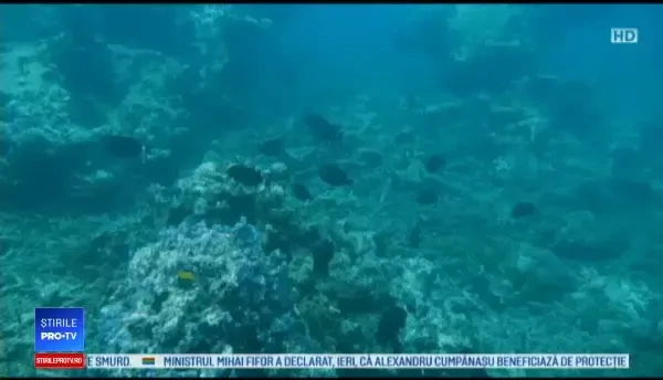 Marea Barieră de Corali, în pericol. Condiţiile de creştere a coralilor sunt foarte proaste