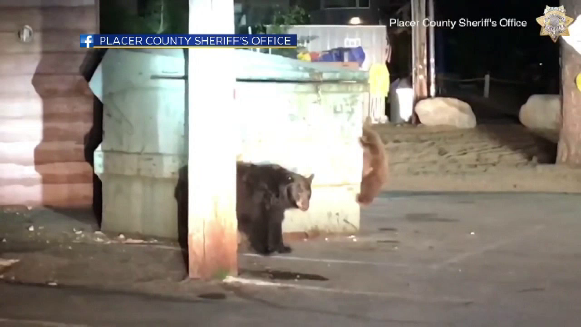 Pui de urs rămas blocat în containerul în care-și căuta ceva de mâncare