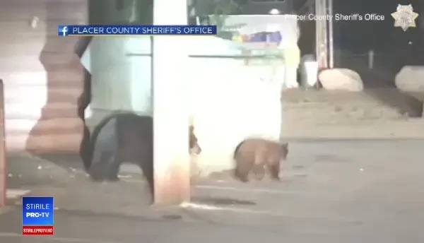 Pui de urs rămas blocat în containerul în care-și căuta ceva de mâncare