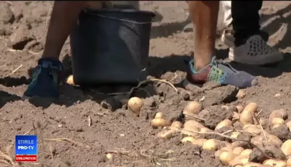 Cartofii şi-au dublat preţul fiindcă femierii nu găsesc muncitori. "Vor 3 mese, ţigări"