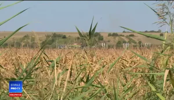 Fermierii români apelează la soluţii disperate din cauza secetei. "Moare tot"