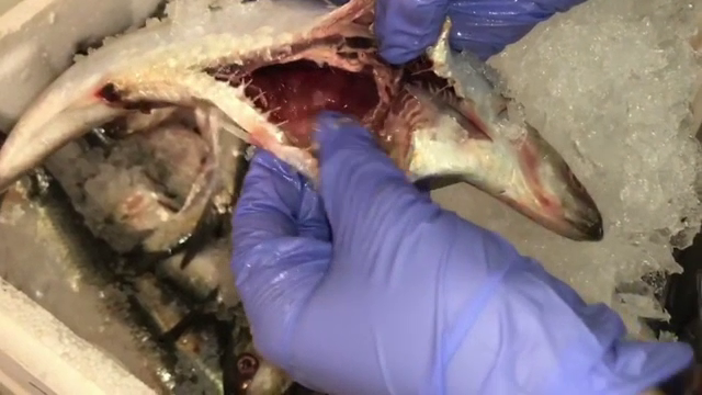 Noi reguli pentru vânzarea peştelui. S-au descoperit 22 de tone stricate, dar "în termen"