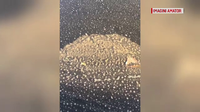 Lacul Snagov, acoperit de dejecții. Lotul olimpic de canotaj și-a anulat antrenamentul