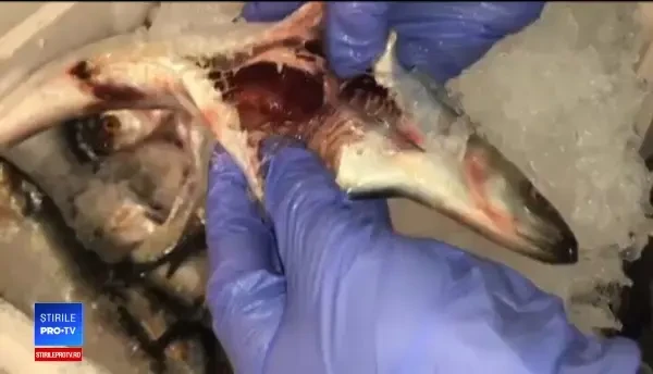 Noi reguli pentru vânzarea peştelui. S-au descoperit 22 de tone stricate, dar "în termen"