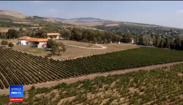 Podgoria din România unde turiștii se simt ca-n Toscana: „Mi-a declanşat o emoţie teribilă”