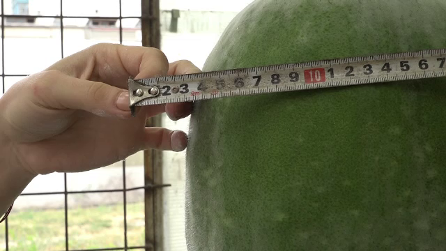 Legume exotice, produse la Buzău. Pepeni cu aromă de coniac și spanacul de 10 metri