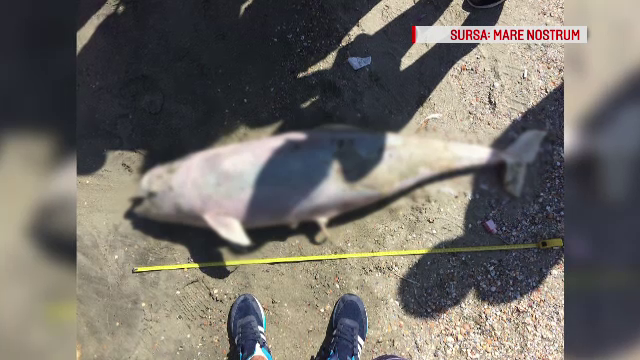 Delfinii, pe cale de dispariție în Marea Neagră. Cum îi afectează turiștii