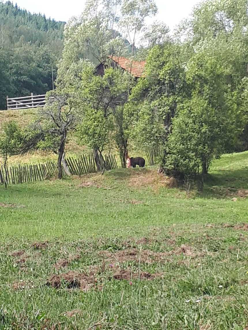 Un urs a rămas prins într-o capcană improvizată în Parâng. FOTO