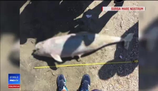 Delfinii, pe cale de dispariție în Marea Neagră. Turiștii influențează distrugerea speciei