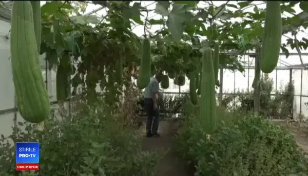 Legume exotice, produse la Buzău. Pepeni cu aromă de coniac și spanacul de 10 metri