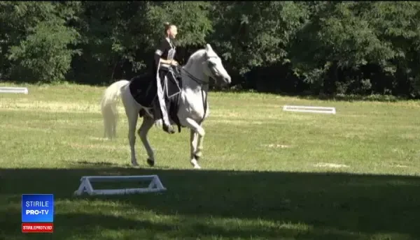 Cei mai frumoşi cai, la herghelia din Sâmbăta de Jos. Cum arată vedeta de 100.000 de euro