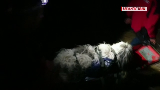 Misiune inedită în Bran. Salvamontiști chemați pentru a coborî de pe munte un câine