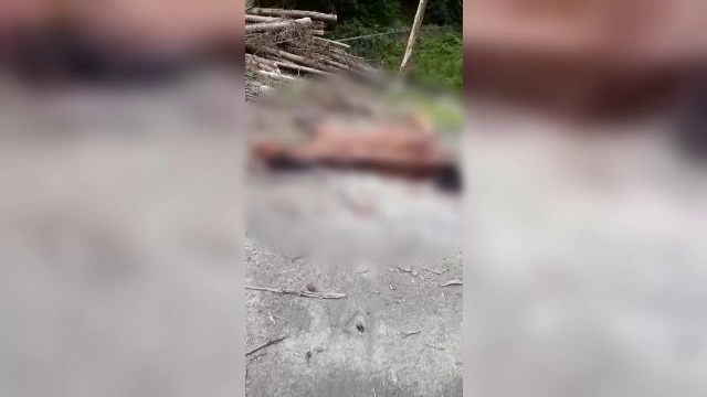 Animale în agonie, momeală pentru urşi în Parcul Rodnei. „E cel mai odios caz de cruzime”