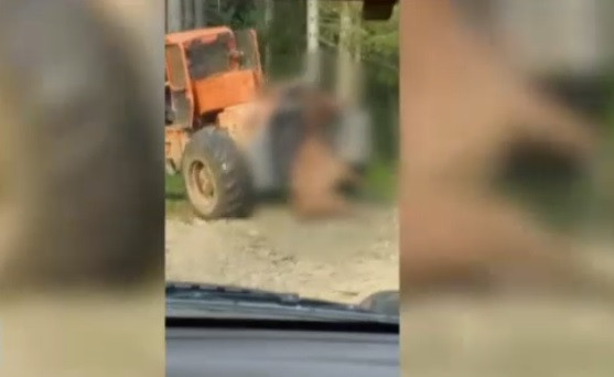 Patru bărbaţi cercetaţi în cazul calului torturat în Munţii Rodnei. Doi au fost reţinuţi