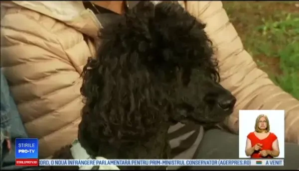 Țara europeană în care câinii de companie sunt uciși de o boală misterioasă