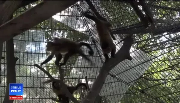 Un pui de capucin brun, noua vedetă a Grădinii Zoologice din Târgu Mureș. Este o premieră