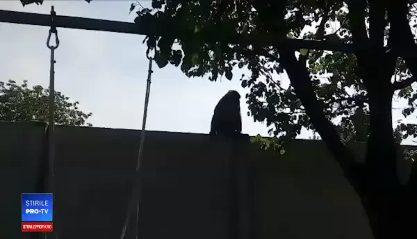 Alertă la numărul de urgență 112. O maimuță umblă liberă prin curțile oamenilor