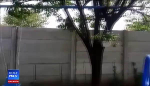 Maimuța care a făcut circ în Capitală, prinsă după câteva ore. Lua bananele și fugea