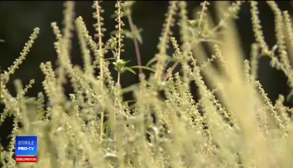 Mii de români iau cu asalt spitalele din cauza ambrozie. Anunțul Primăriei Capitalei