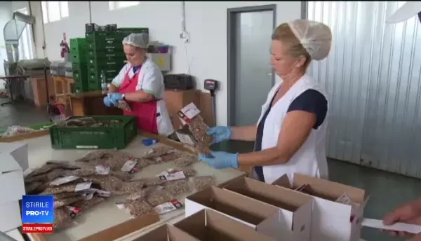 Afacerea care a devenit succes garantat în România. Cât câștigă producătorii