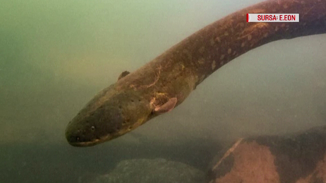 A fost descoperită o nouă specie de pește. Generează șoc electric cu putere record