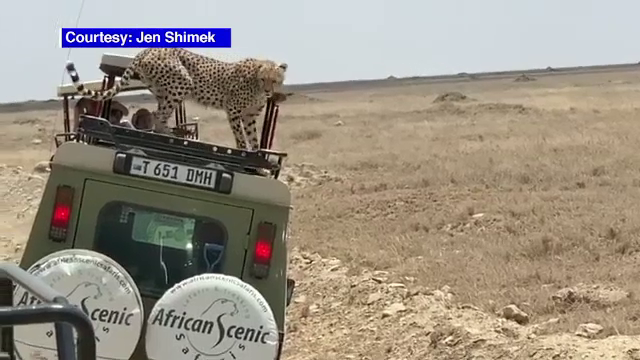 Momente tensionate pentru câţiva turişti aflaţi în safari în Tanzania. Ce a făcut un ghepard