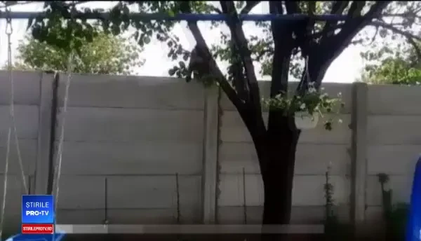 Proprietarul maimuţei prinse în Capitală riscă închisoarea. Ar mai avea şi alte animale