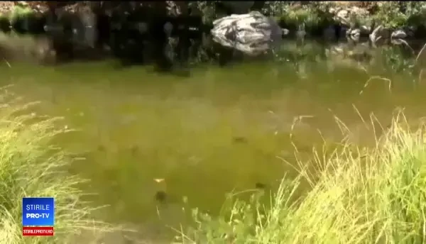 Modul inedit prin care o familie din SUA a reușit să se salveze din sălbăticie. Ce au folosit