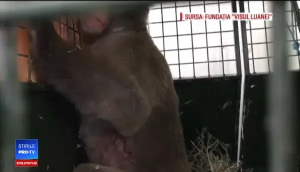 Stăpânul maimuței evadate, de negăsit. De ce evită autoritățile să-l verifice pe proprietar