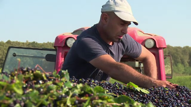 Zilierii, tot mai greu de găsit. Soluția găsită de un viticultor pentru a culege strugurii