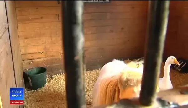 Neobișnuita prietenie dintre un ponei și un gâscan. Căluţul se crede şi el pasăre