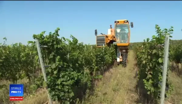 Zilierii, tot mai greu de găsit. Soluția găsită de un viticultor pentru a culege strugurii