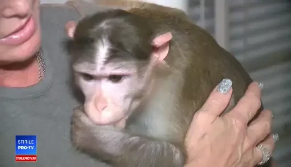Război legal cu vecinii pentru o femeie care crește în casă trei maimuțe