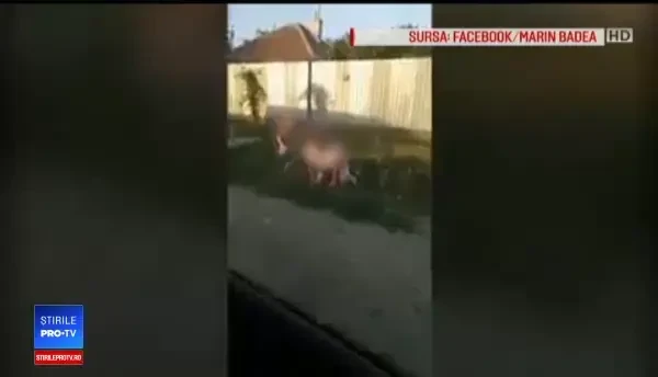 Explicația mamei care a fost filmată beată de un vecin. Ce ar fi avut în sticla cu bere