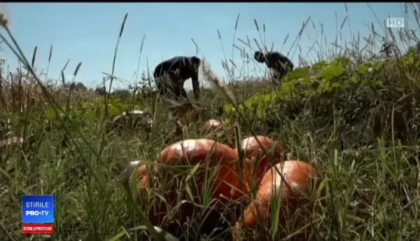 Leguma care s-a scumpit din cauza secetei. E folosită inclusiv pentru deserturi