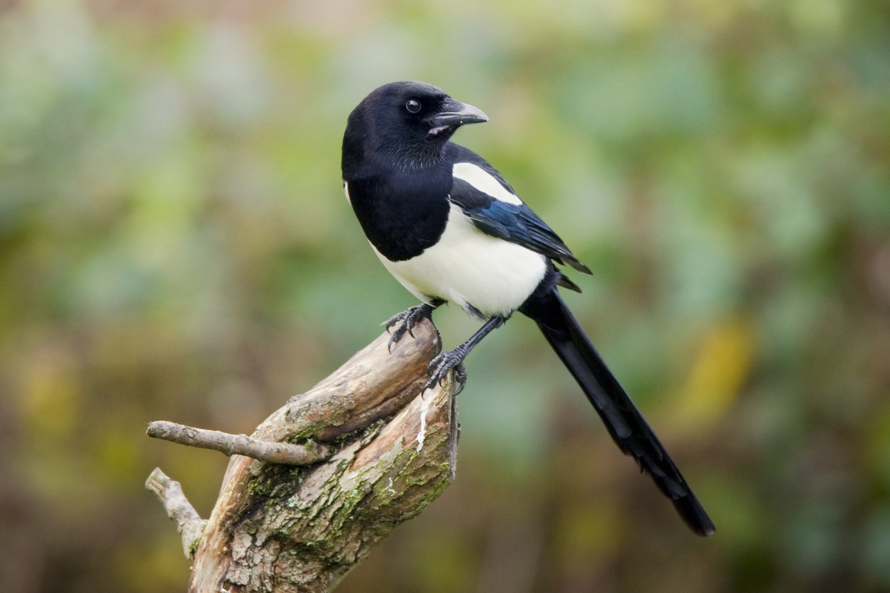 Un bărbat a murit la spital după ce a fost atacat de o coțofană