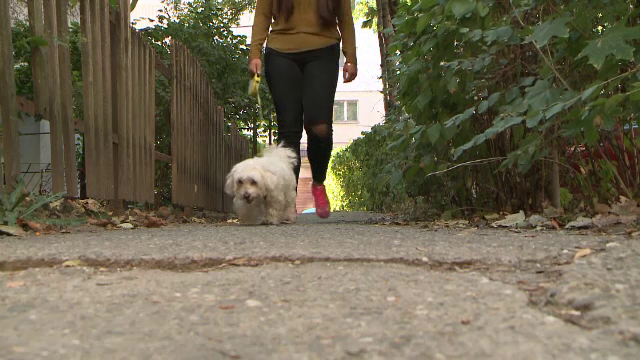 Tot mai mulți români aleg bone pentru animalele de companie. Cât costă serviciul