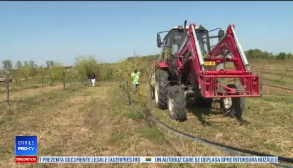 Doi soți din București și-au investit economiile într-o fermă eco. Secretul reușitei lor