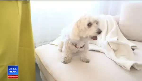 Tot mai mulți români aleg bone pentru animalele de companie. Cât costă serviciul