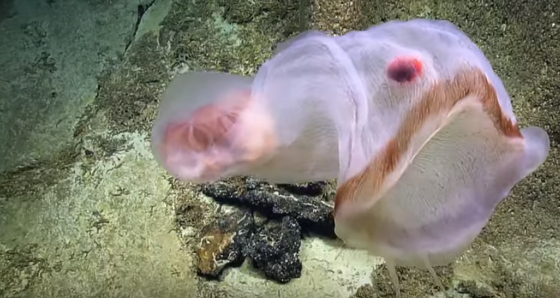 Descoperirea făcută în mijlocul Pacificului. Cum arată creatura care își schimbă forma