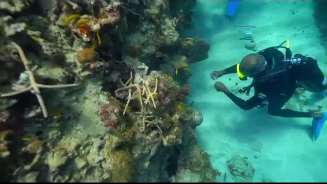 Distruse de om, recifurile de corali din Jamaica prind viață. Cum acționează „grădinarii”