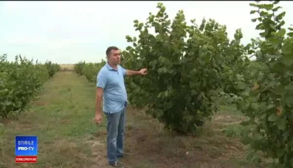 Pagubă fără precedent pe piaţa alunelor de cultură. Prețul la bursă s-a dublat