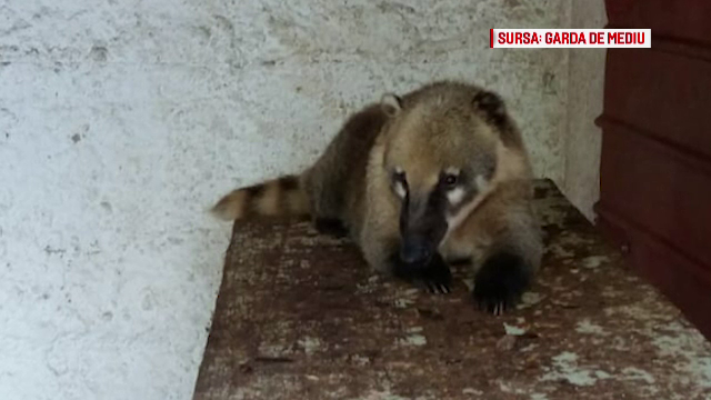 Condițiile în care erau ținute animalele sălbatice de pe domeniul lui Nuțu Cămătaru