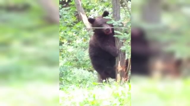 Tânăr atacat de urs în Vrancea. Bărbatul a fost mușcat de față și mâini