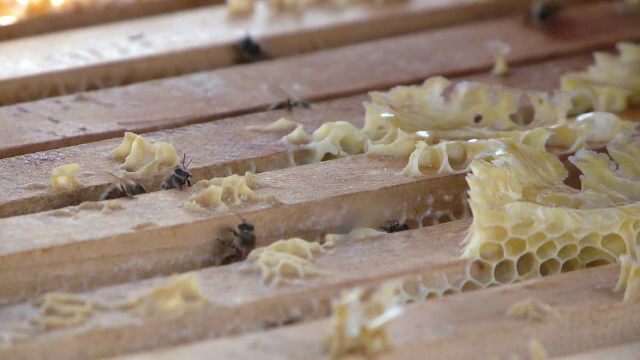 Nici albinele nu mai fac miere. Apicultorii încearcă să le ajute cu zahăr şi sirop