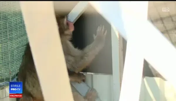 De ce riscă maimuțele confiscate de la Nuțu Cămătaru să devină obeze