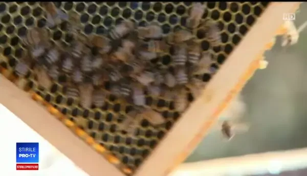 Nici albinele nu mai fac miere. Apicultorii încearcă să le ajute cu zahăr şi sirop