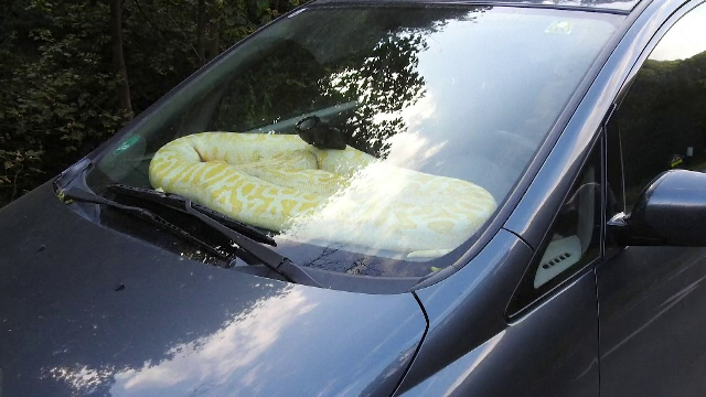 Reacția unui șofer după ce s-a trezit cu un piton de 20 de kilograme pe bordul mașinii