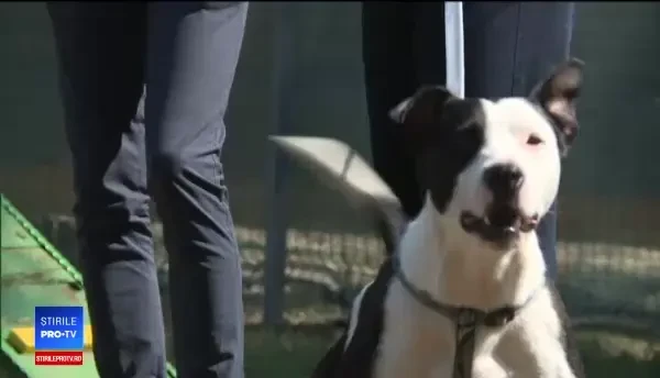 Târg de adopții al câinilor în acest weekend la București. Ce trebuie să știți