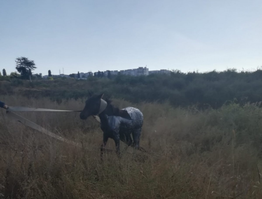 Cal salvat de pompieri la Galați. Căzuse într-un bazin de decantare a gudronului